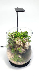 Laden Sie das Bild in den Galerie-Viewer, daytime® kingcobra - für Wabi-Kusa