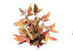 Laden Sie das Bild in den Galerie-Viewer, Alternanthera Reineckii ´Red Ruby - Topfpflanze
