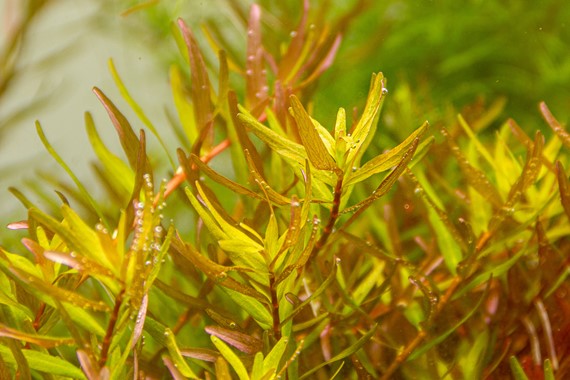 Rotala Rotundifolia ´Laos`- Topfpflanze