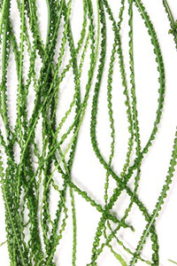 Crinum calamistratum - Topfpflanze