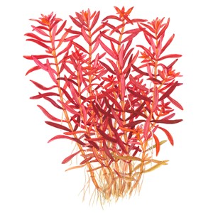 Rotala rotundifolia 'Blood Red'