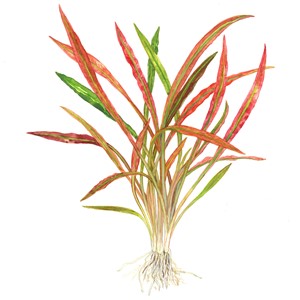 Cryptocoryne spiralis 'Red'