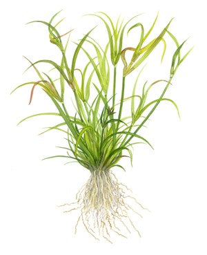Juncus repens InVitro