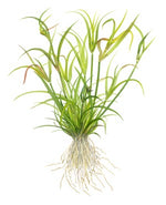 Laden Sie das Bild in den Galerie-Viewer, Juncus repens InVitro
