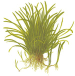 Laden Sie das Bild in den Galerie-Viewer, Lilaeopsis brasiliensis - &quot;Neuseelandgras&quot; - brasilianische Graspflanze
