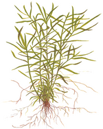 Laden Sie das Bild in den Galerie-Viewer, Heteranthera zosterifolia 123 Grow - InVitro
