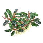 Laden Sie das Bild in den Galerie-Viewer, Bucephalandra sordidula &#39;Blue&#39;

