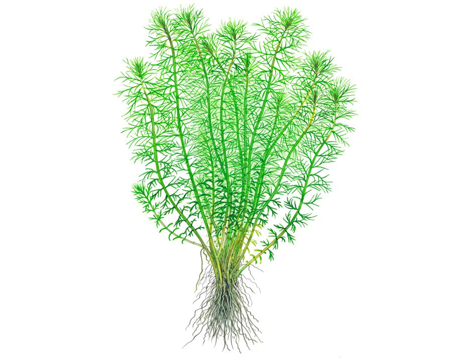 Myriophyllum sp. 'Guyana' InVitro