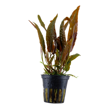 Cryptocoryne usteriana