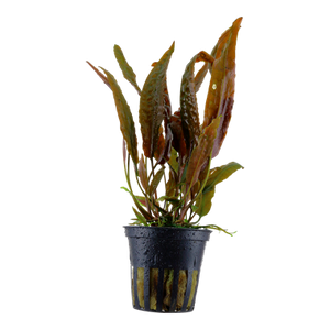 Cryptocoryne usteriana