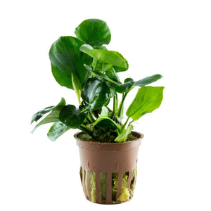 Anubias barteri ´Coin Leaf - Topfpflanze