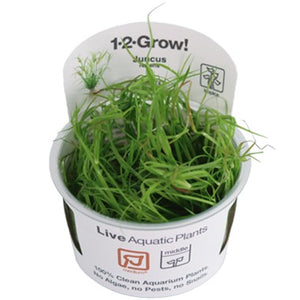 Juncus repens InVitro