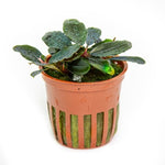 Laden Sie das Bild in den Galerie-Viewer, Bucephalandra sordidula &#39;Blue&#39;
