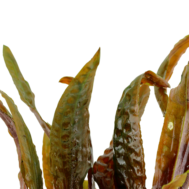 Cryptocoryne usteriana