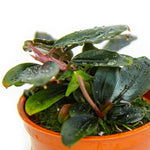 Laden Sie das Bild in den Galerie-Viewer, Bucephalandra sordidula &#39;Blue&#39;
