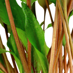 Laden Sie das Bild in den Galerie-Viewer, Cryptocoryne undulata 'Broad Leaf'

