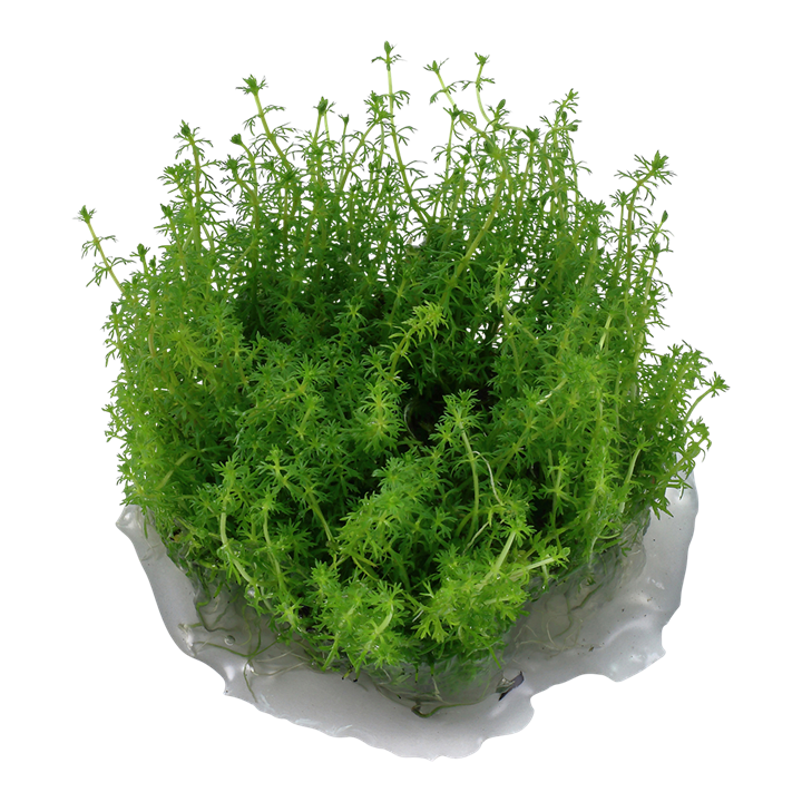 Myriophyllum sp. 'Guyana' InVitro