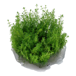 Laden Sie das Bild in den Galerie-Viewer, Myriophyllum sp. &#39;Guyana&#39; InVitro
