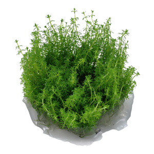 Myriophyllum sp. 'Guyana' InVitro