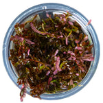 Laden Sie das Bild in den Galerie-Viewer, Rotala rotundifolia &#39;Blood Red&#39;
