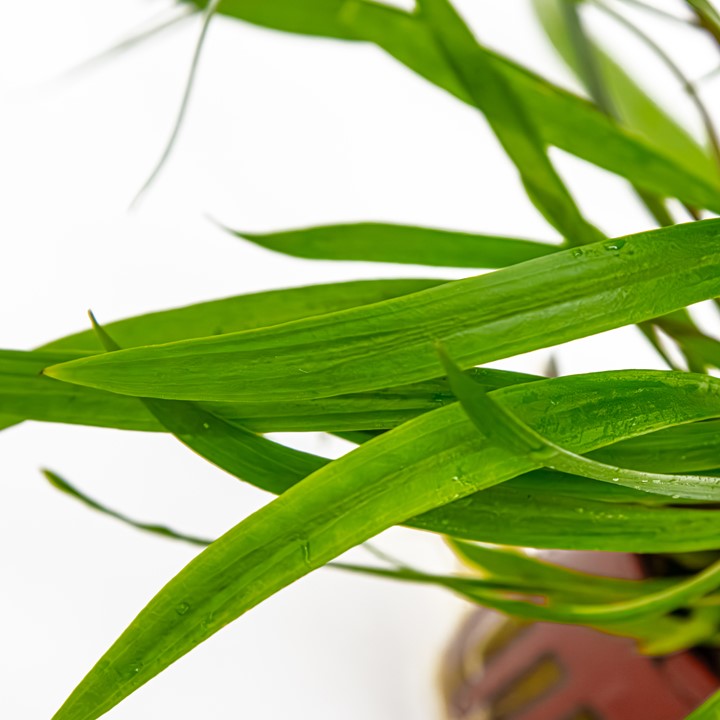 Cryptocoryne spiralis 'Red'