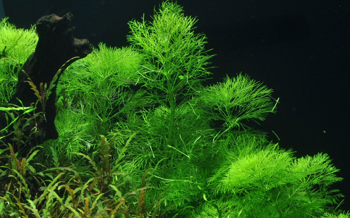 Limnophila aquatica -  InVitro