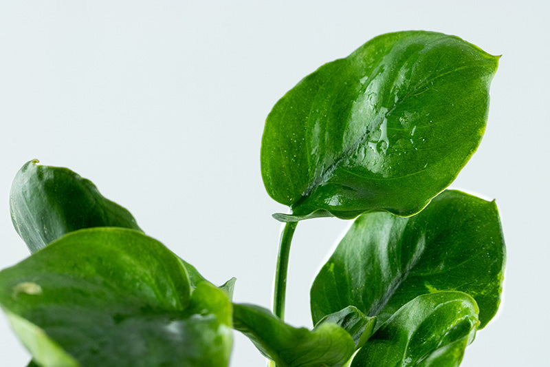 Anubias barteri ´Coin Leaf - Topfpflanze