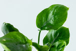 Laden Sie das Bild in den Galerie-Viewer, Anubias barteri ´Coin Leaf - Topfpflanze
