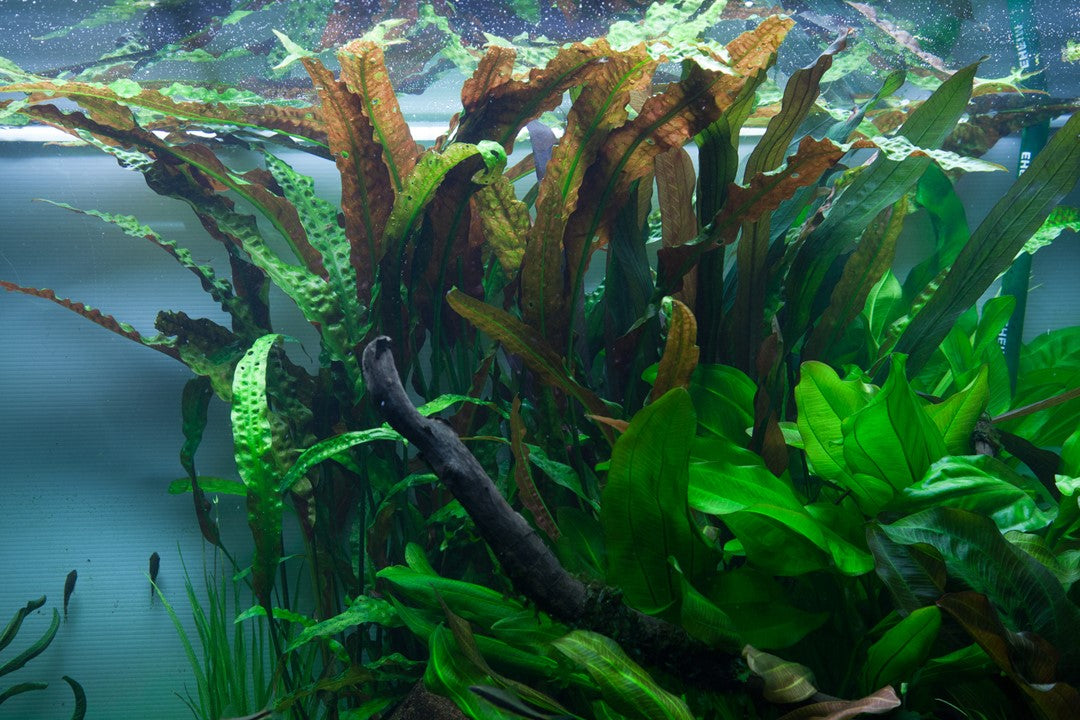 Cryptocoryne usteriana