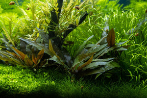 Cryptocoryne beckettii 'Petchii'