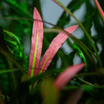 Laden Sie das Bild in den Galerie-Viewer, Cryptocoryne spiralis &#39;Red&#39;
