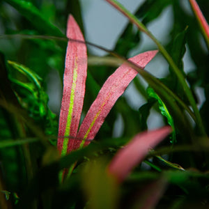 Cryptocoryne spiralis 'Red'