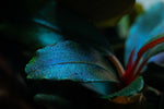 Laden Sie das Bild in den Galerie-Viewer, Bucephalandra sordidula &#39;Blue&#39;
