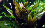 Laden Sie das Bild in den Galerie-Viewer, Cryptocoryne undulata 'Broad Leaf'
