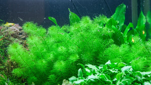 Myriophyllum sp. 'Guyana' InVitro