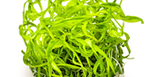 Laden Sie das Bild in den Galerie-Viewer, Heteranthera zosterifolia 123 Grow - InVitro

