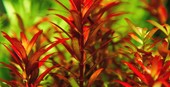 Rotala rotundifolia 'Blood Red'