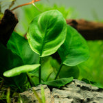 Laden Sie das Bild in den Galerie-Viewer, Anubias barteri ´Coin Leaf - Topfpflanze
