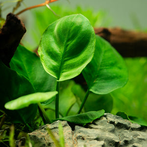 Anubias barteri ´Coin Leaf - Topfpflanze