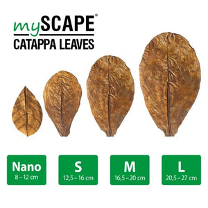 mySCAPE-CATAPPA LEAVES Seemandelbaumblätter
