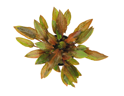 Cryptocoryne walkeri var. legroi - Topfpflanze