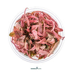 Laden Sie das Bild in den Galerie-Viewer, Cryptocoryne sp. &#39;Flamingo&#39; - InVitro
