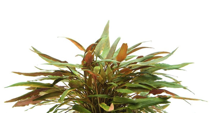 Cryptocoryne beckettii - Topfpflanze