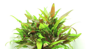 Cryptocoryne wendtii 'Green' - Topfpflanze