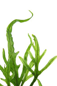 Microsorum pteropus 'Trident' - Topfpflanze