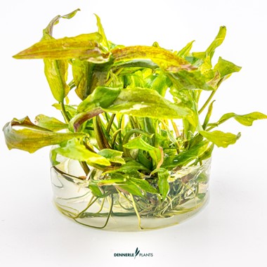 Cryptocoryne usteriana In-Vitro