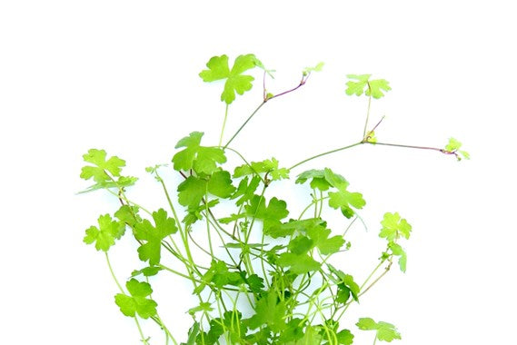 Hydrocotyle tripartita - Topfpflanze