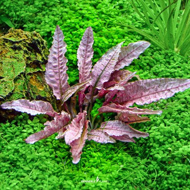 Cryptocoryne sp. 'Flamingo' - InVitro