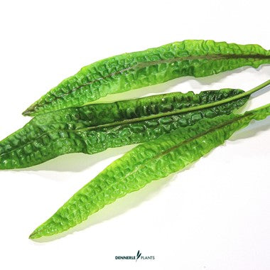 Cryptocoryne usteriana In-Vitro