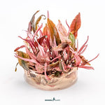 Laden Sie das Bild in den Galerie-Viewer, Cryptocoryne sp. &#39;Flamingo&#39; - InVitro
